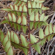 Image result for Cheilanthes viridis