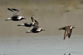 Image result for Plicosepalus amplexicaulis