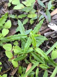 Image result for Enydra fluctuans