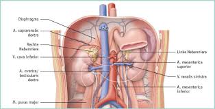 Ursächliche behandlung in drei schritten. Osteopathische Behandlung Der Nebennieren Sciencedirect