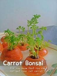 Read the seed packet label to get a feel for. Carrot Bonsai 5 Steps With Pictures Instructables