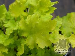 Heuchera Lime Marmalade From Burncoose Nurseries Slender stems display white flower sprays. heuchera lime marmalade