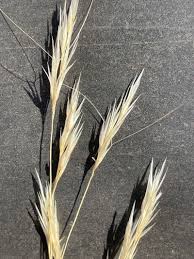 Image result for Aristida bipartita