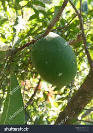 Rare abiu love fruit tree. Pouteria Caimito Or Abiu Is A Tropical Royalty Free Stock Photo 1808941774 Avopix Com