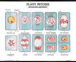 Plant Mitosis Wall Chart With Plastic Edging For Hanging