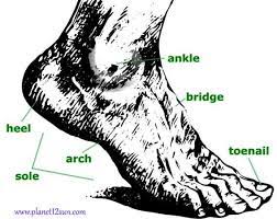 Fingers And Toes