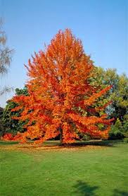 Yellow flowering tree zone 9. Nyssa Sylvatica Black Gum Well Rooted Plant In A 2 1 2 X 3 1 2 Inch Pot Zone 3 9 Deciduous Tree Growing To 30 F Flowering Trees Trees To Plant Tupelo Tree