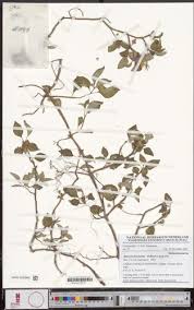 Image result for Heterotis decumbens