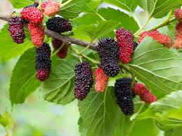 We did not find results for: Mulberry Tree Leaf Benefits Uses Organic Facts