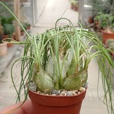 Image result for Albuca sp. no. 1