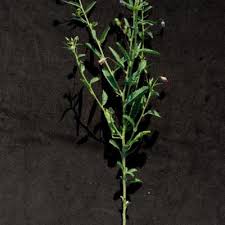 Image result for Hermannia kirkii