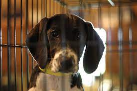 Maybe you would like to learn more about one of these? 10 Amazing No Kill Animal Shelters In The U S One Green Planet