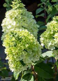 Hydrangeas that bloom on new wood (smooth & panicle) are the best bet for gardeners that want to see reliable bloom as far north as zone 3. Panicle Hydrangeas 3 No Fail Choices For Reliable Blooms Hydrangea Paniculata