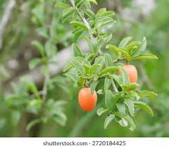 Image result for Ximenia afra