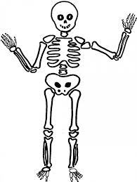 Dibujos De Esqueletos Tutorial Dibujar Un Esqueleto Humano Dessin Squelette Squelette Halloween Dessin Squelette