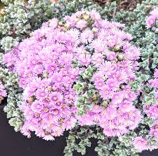 Image result for Cineraria deltoidea