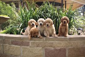 Browse golden retriever puppies and dogs in nearby cities. Glory S Golden Retriever Puppies Of Texas Home Facebook