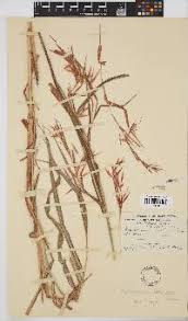 Image result for Hyparrhenia nyassae