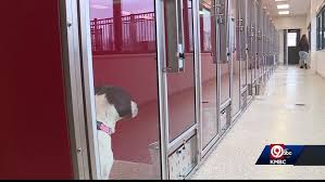 After the kansas city @chiefs stormed back to win the #superbowl, defensive tackle @derricknnadi celebrated the victory by paying off the adoption fees for every single adoptable dog at @kcpetproject. Kc Pet Project Says Empty Kennels Are Best Sight Thanks To Chiefs Player S Sponsorship