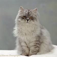 Maybe you would like to learn more about one of these? Chinchilla Persian Cat Photo Wp15527