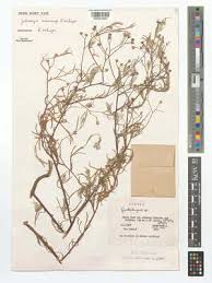 Image result for Gutenbergia rueppellii