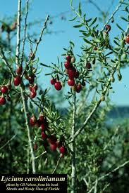 Image result for Lycium villosum