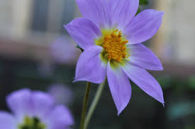 Remove the plant from its pot and dunk the clump in a water basin or a pail filled with water. Mexican Tree Dahlia Blooms For The First Time At The Garden Museum Garden Museum