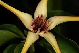 Image result for Strophanthus amboensis