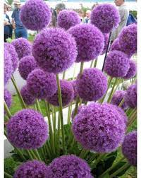 Allium Giganteum Purple Flowers Garden Flower Garden Borders Allium Flowers