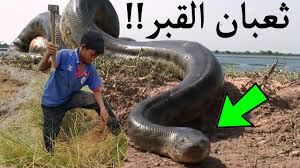Maybe you would like to learn more about one of these? Ø§Ø°Ø§ ÙÙØª ØªÙØ¹Ù ÙØ°Ø§ Ø§ÙØ´ÙØ¡ ÙÙ Ø­ÙØ§ØªÙ ÙÙØ°Ø§ Ø§ÙØ«Ø¹Ø¨Ø§Ù ÙÙØªØ¸Ø±Ù ÙÙ Ø§ÙÙØ¨Ø± Youtube