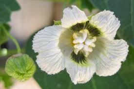 Image result for Momordica balsamina