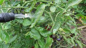 How To Use Hydrogen Peroxide On Your Tomato Plants To Stop Fungal Dise The Rusted Garden