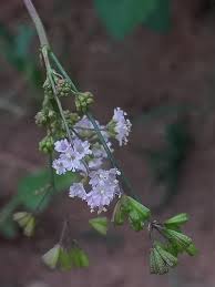 Image result for Boerhavia erecta