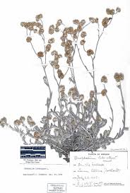 Image result for Pseudognaphalium luteo-album