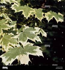 Image result for Triceratella drummondii