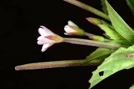 Image result for Epilobium stereophyllum