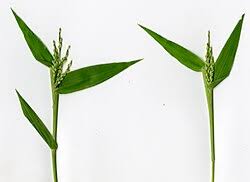 Image result for Urochloa comata