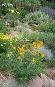 After they have developed their root systems, these plants can go for long periods without water. Boulder Co Wildscape Garden Native And Drought Resistant Plants High Country Garde In 2020 High Country Gardens Drought Resistant Landscaping Colorado Landscaping