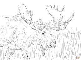 Wild animal coloring pages grazing moose coloring page and. Moose Coloring Pages Fantastic Free Coloring Pages Mcoloring Animal Coloring Pages Horse Coloring Pages Coloring Pages