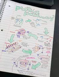 Protein Pathway Biology Notes Biology Notes Science Notes Notes Inspiration