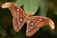 An atlas moth would eat them for breakfast … if it had a mouth. Attacus Atlas Wikipedia
