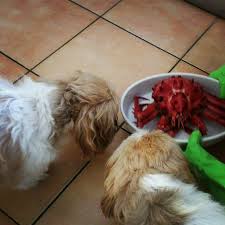 What's that?" #bee #ding #shihtzu #Shihtzu #shihtzulovers…