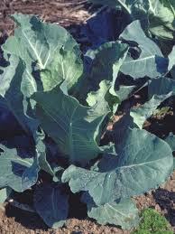 They're an excellent choice for both northern and southern climates because they love the heat but also tolerate cold weather. How To Grow Collard Greens These Leafy Greens Are Rich In Carotenoids And Can Ease Allergy Symptoms Organic Gardening Tips