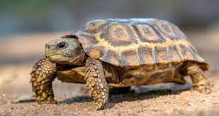 Feed your tortoise or box turtle an appropriate diet. Africa Tortoise Guide Kruger National Park