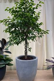 Image result for Ficus conraui