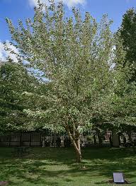 We did not find results for: Identify A Mulberry Morus Londinium