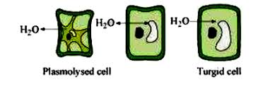 Compared to drawings of cells from earlier in education, the diagrams below look very crowded! A With The Help Of Well Labelled Diagrams Describe The Process Of Plasmolysis In Plants Giving Appropriate Examples B Explain What Will Happen To A Plant Cell If It Is Kept In A