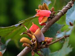 Image result for Grewia avellana