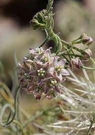 Pin By Silvana Hevia On Autumn Milkweed Plant Beautiful Flowers Planting Flowers