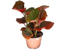 Give it a drink and it'll be fresh and lively again an hour later. Are Begonias Like Angel Wing Rieger Strawberry Or Begonica Maculate Toxic To Cats